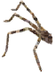 Surprisingly Aerodymaic Spider Leg