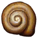 Snail Shell