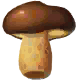 Ruddy Mushroom