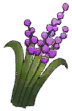 Wild Hyacinth