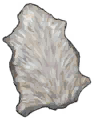 Hibernal Fur